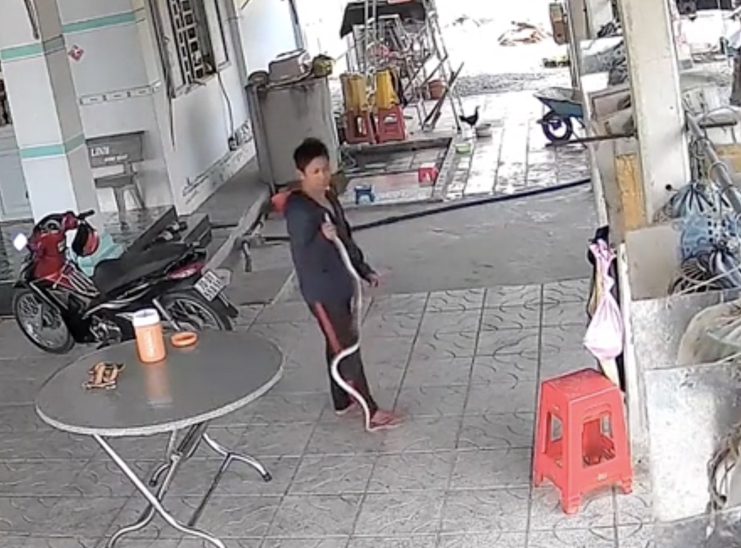 Nguoi dan ong Tay Ninh tay khong bat ran 1,5 m giua san nha hinh anh