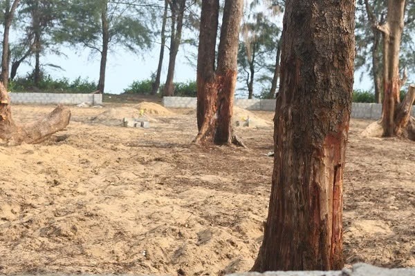 Rung phi lao Quang Tri anh 1