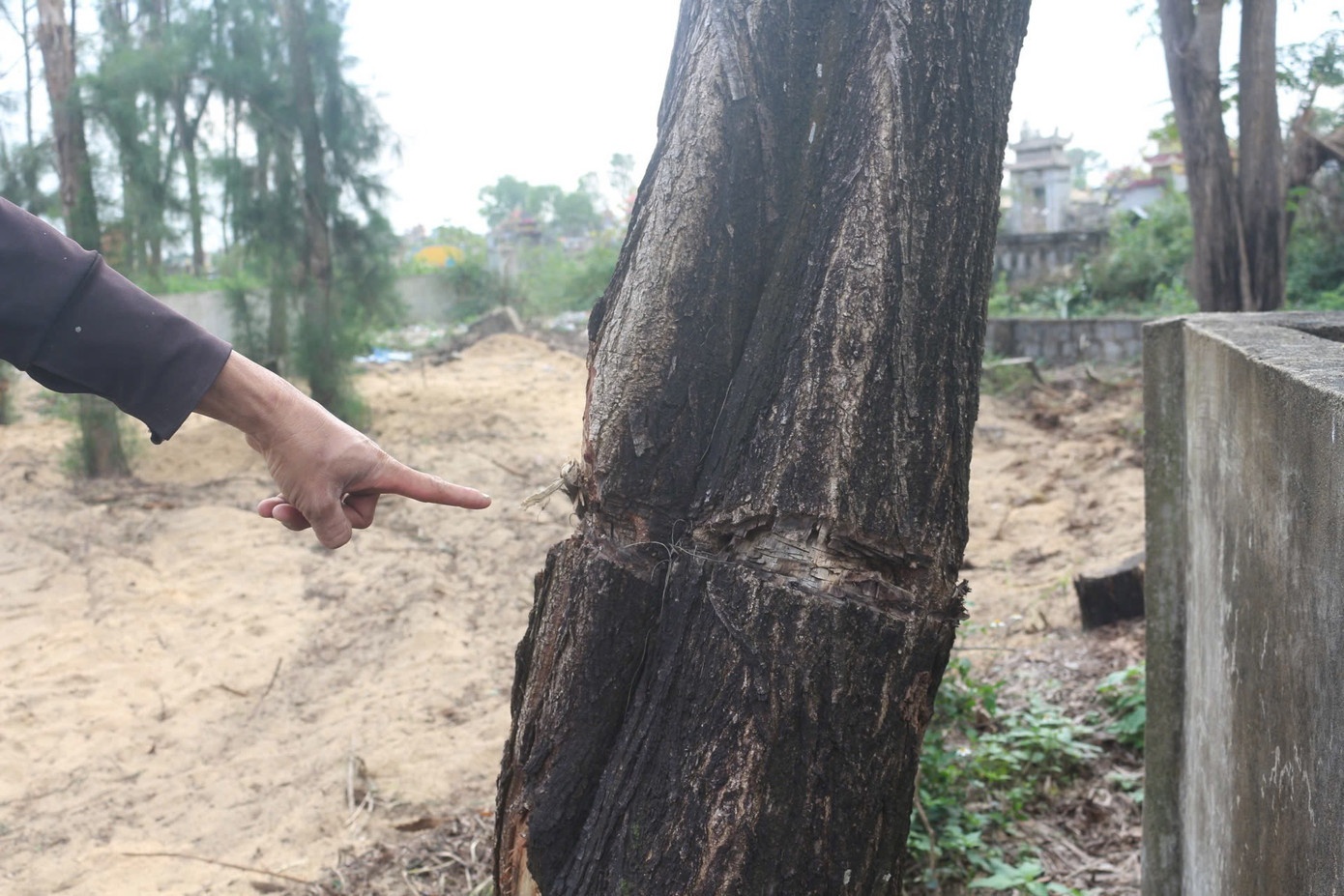 Rung phi lao Quang Tri anh 2