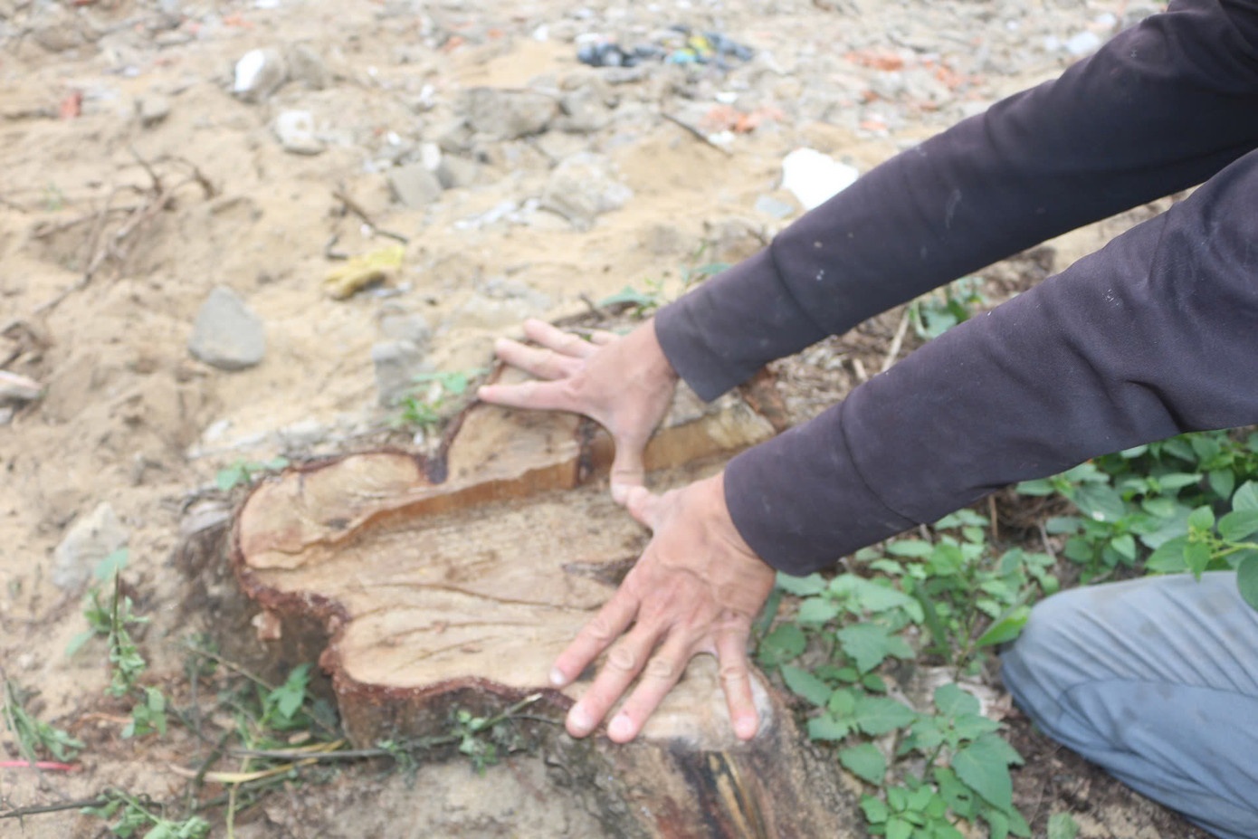 Rung phi lao Quang Tri anh 4