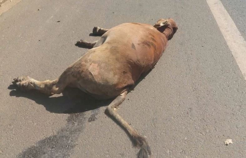 Xe tai tong chet 3 con bo o Dak Lak hinh anh