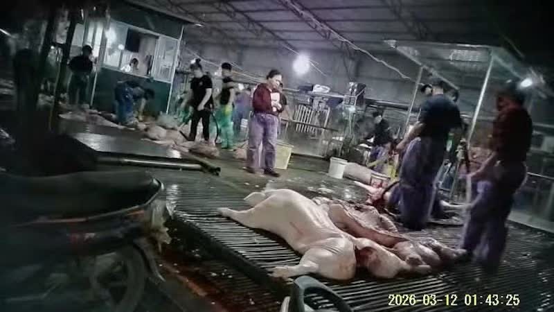 Tieu thu 300 tan,  thit lon benh,  thuc pham Cuong Phat,  cong ty Cuong Phat,  Giam doc Cuong Phat,  Doanh nghiep Cuong Phat anh 3