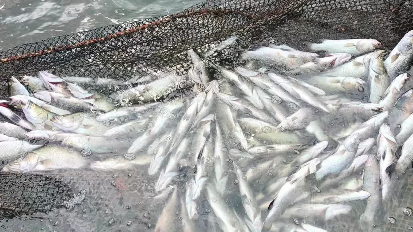 Cá chết hàng loạt trên sông Hiếu và sông Thạch Hãn