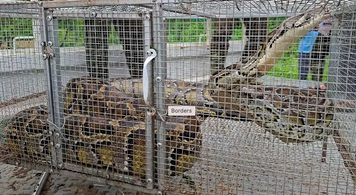 Tran khoang 30 kg bo vao vuon nha dan o Phu Tho hinh anh