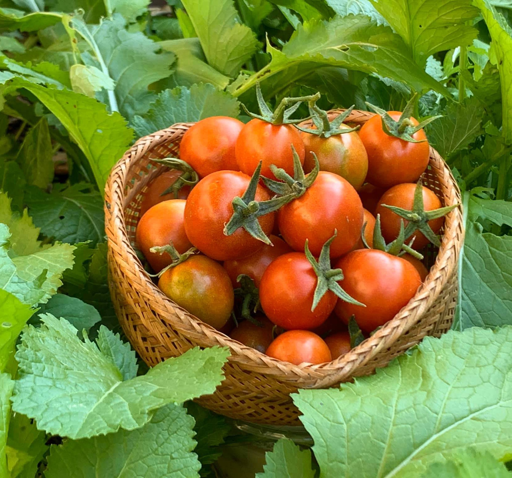 Phương Thảo Ngọc Lễ sống tại Mỹ ảnh 3 Phuong Thao Ngoc Le song tai My anh 3