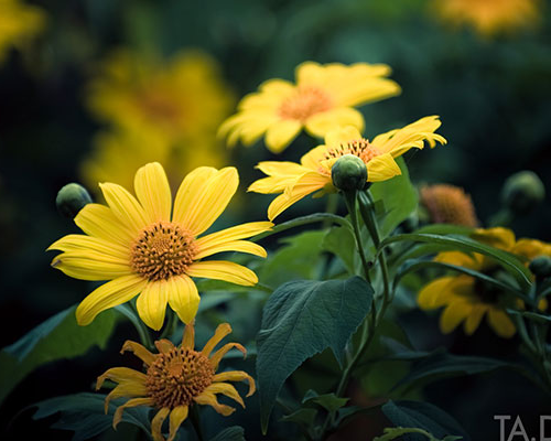 Nhung cung duong ly tuong ngam hoa da quy o Da Lat hinh anh