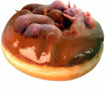 Món sandwich chuột bao tử.