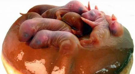 Nhung mon an rung ron nhung van dat khach tren the gioi hinh anh