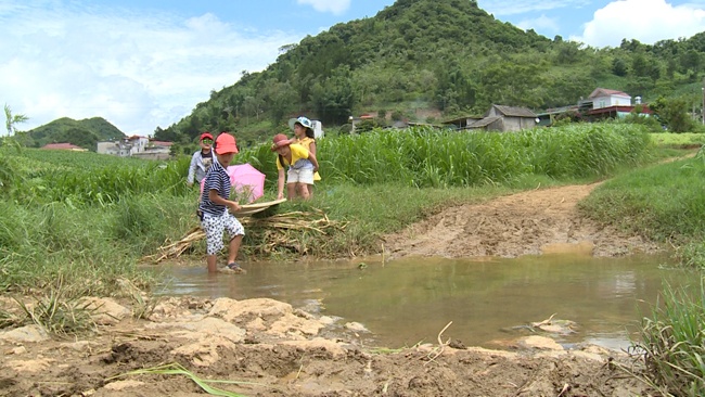 Cay cau nghin ty hinh anh