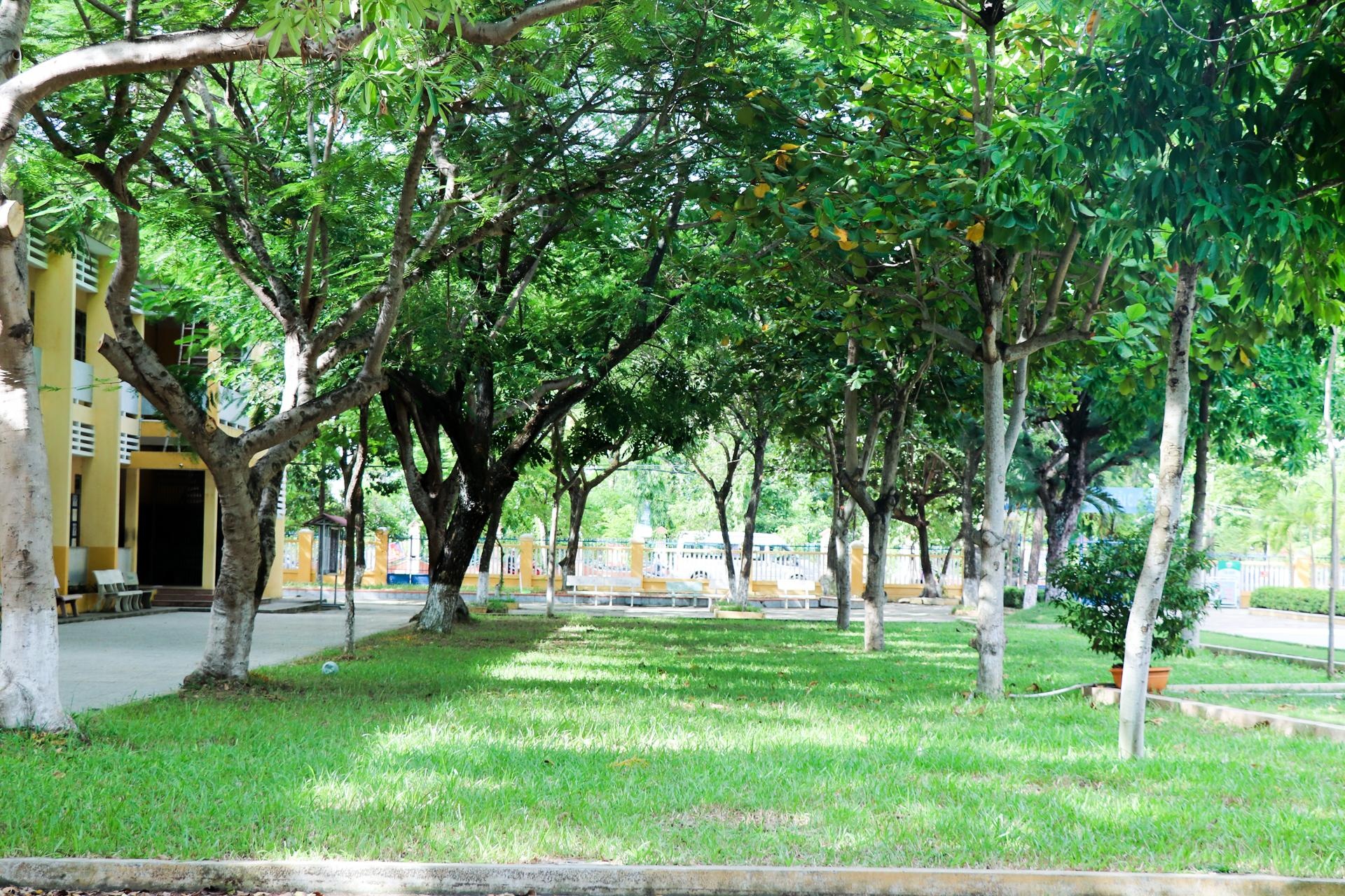 hoa hau tieu vy anh 9