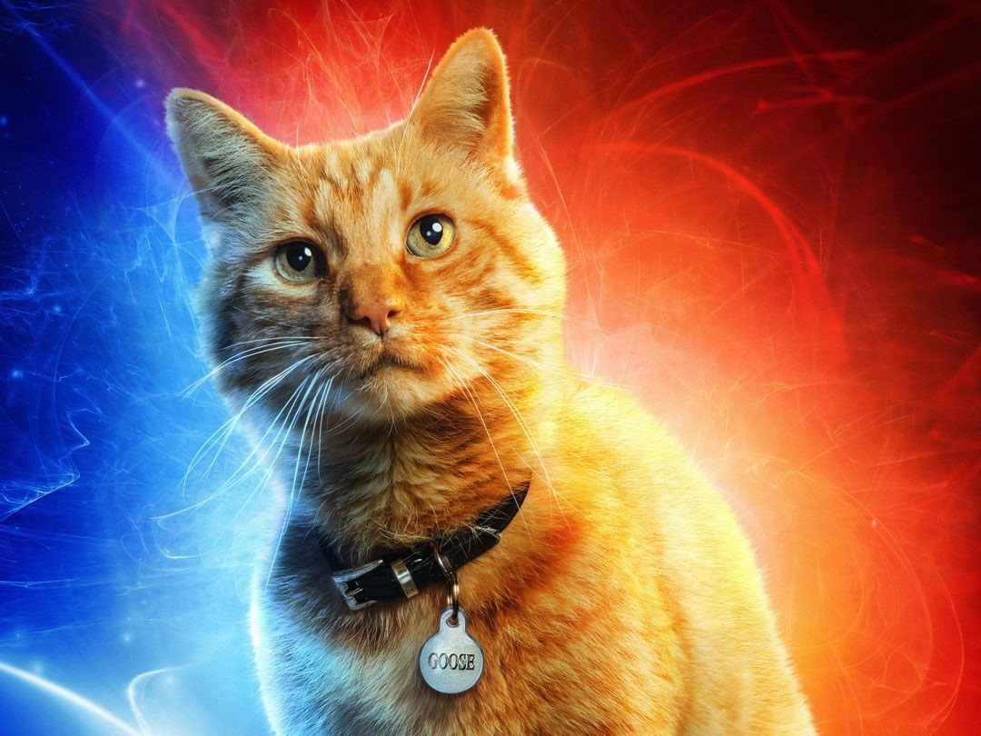 'Captain Marvel' gay xon xao khi danh poster rieng cho mot con meo hinh anh