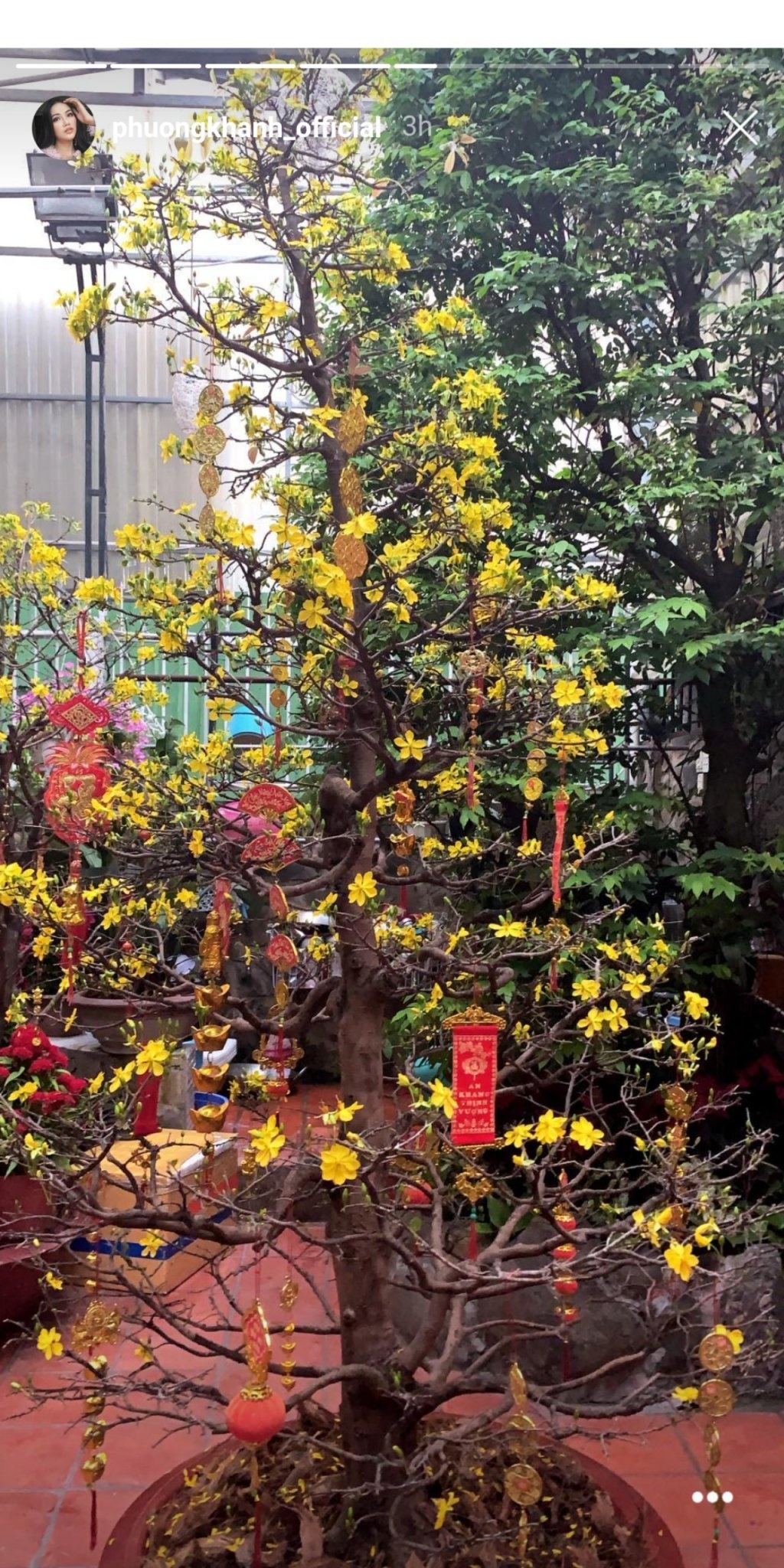 sao viet an tet anh 3