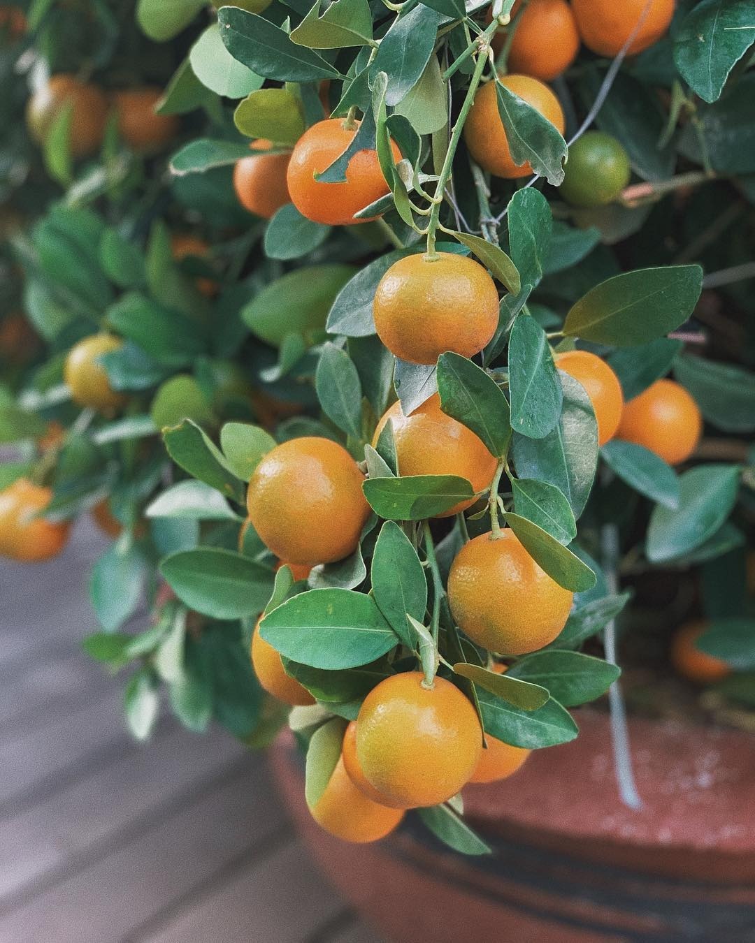 tang thanh ha khoe nha trieu usd anh 6