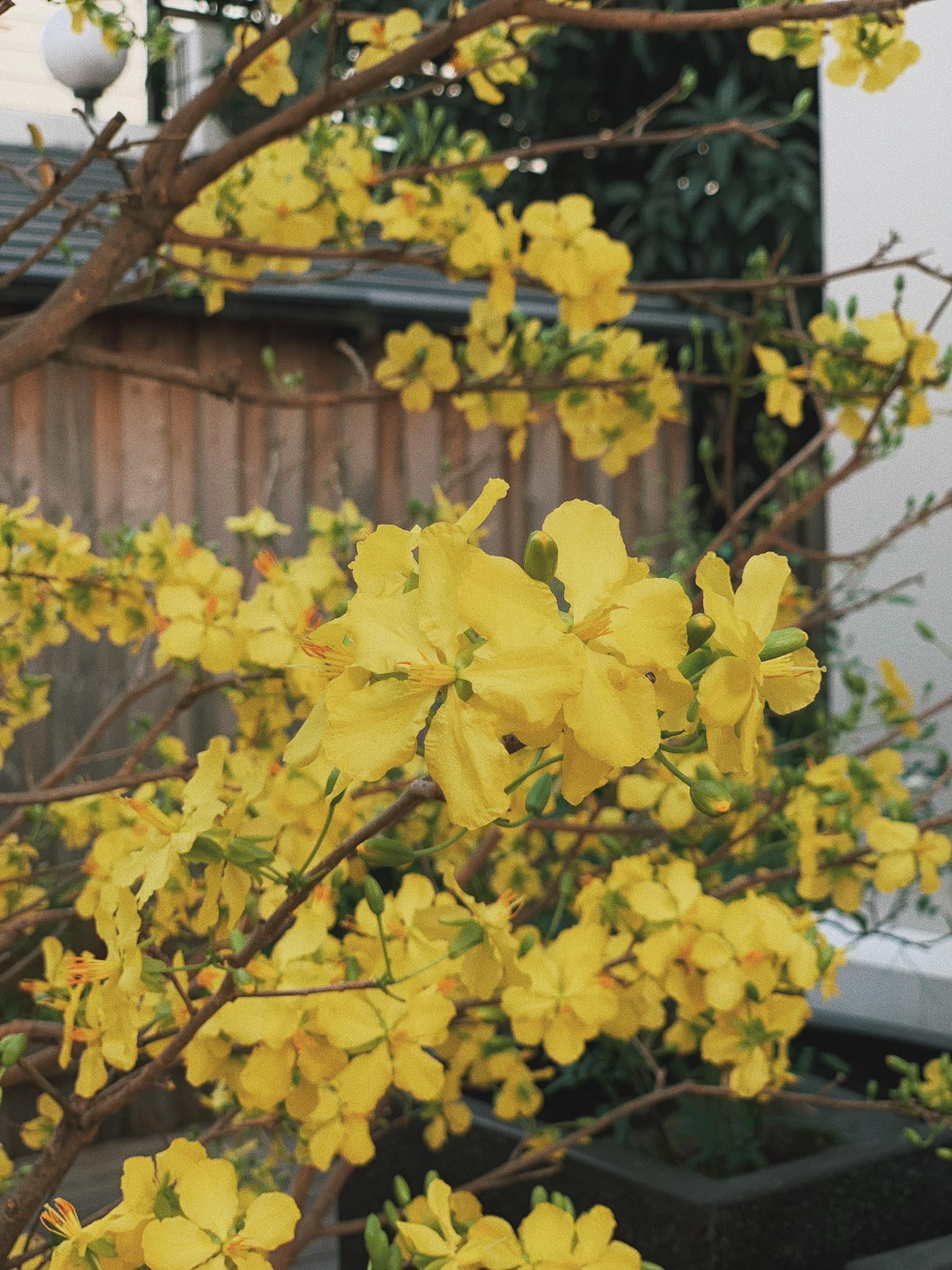 tang thanh ha khoe nha trieu usd anh 3