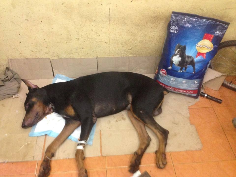 dam dao cho Doberman anh 1