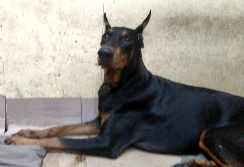 Cho Doberman bi dam tren pho da chet vi nhiem trung hinh anh