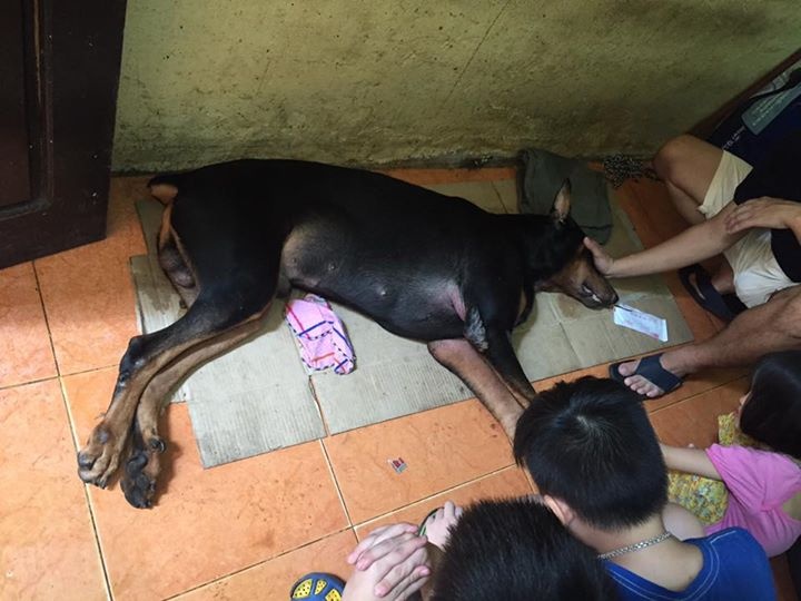 cho Doberman anh 2