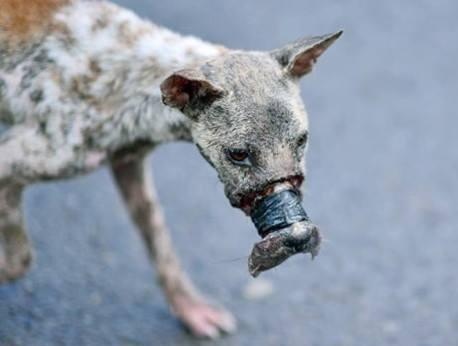 Nhung chu cho bi doi xu tan te duoc ban tre giai cuu hinh anh