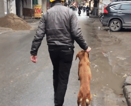 Chu cho bi chu tum co, di dau xuong nuoc vi toi bo tron hinh anh