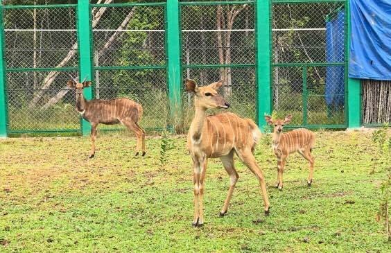 Safari Phú Quốc ảnh 4 Safari Phu Quoc anh 4