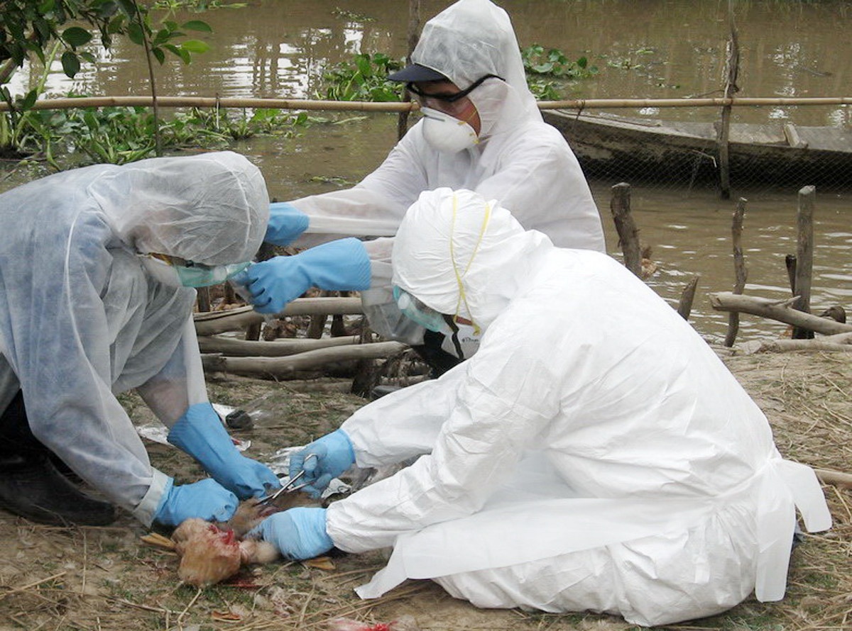 phong chong cum gia cam anh 2