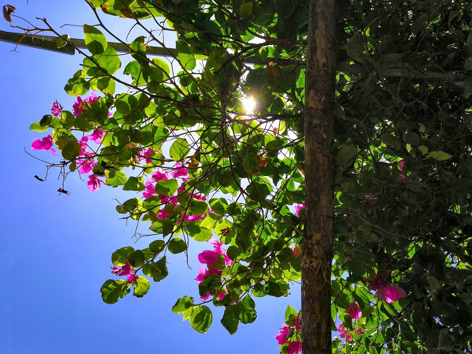 Video - Cong nghe chup anh AI tren Honor Play hinh anh