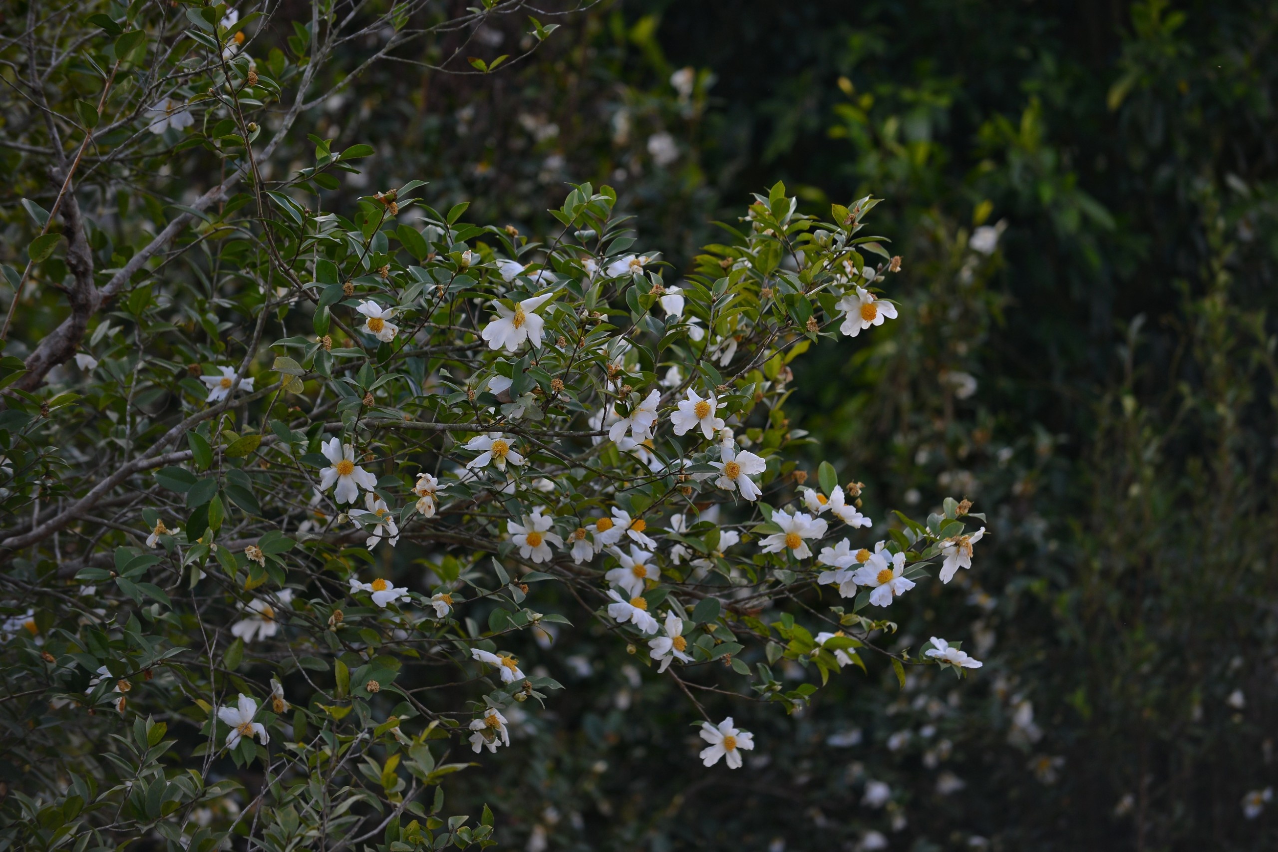 du lich Quang Ninh anh 1