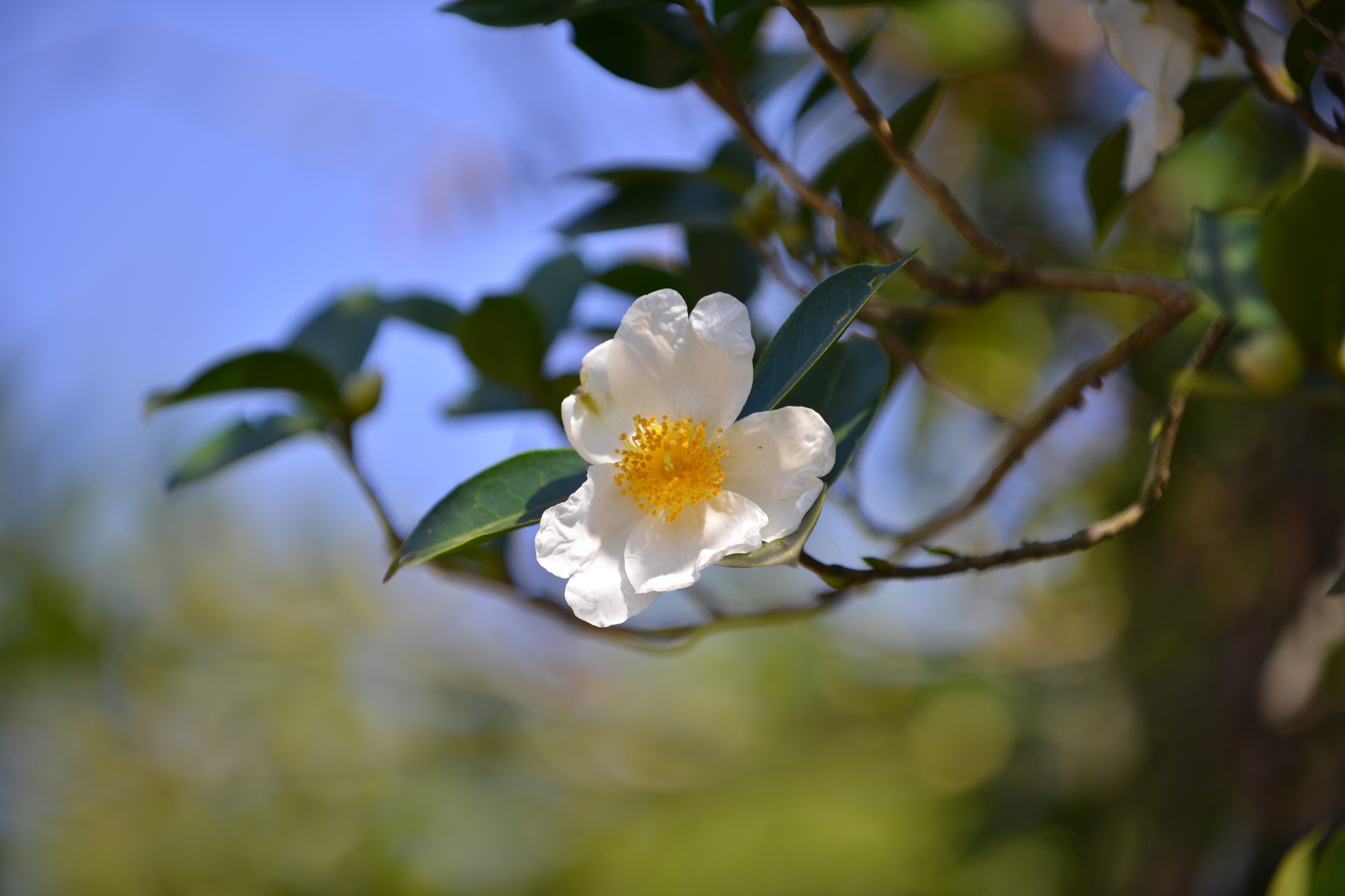 du lich Quang Ninh anh 2