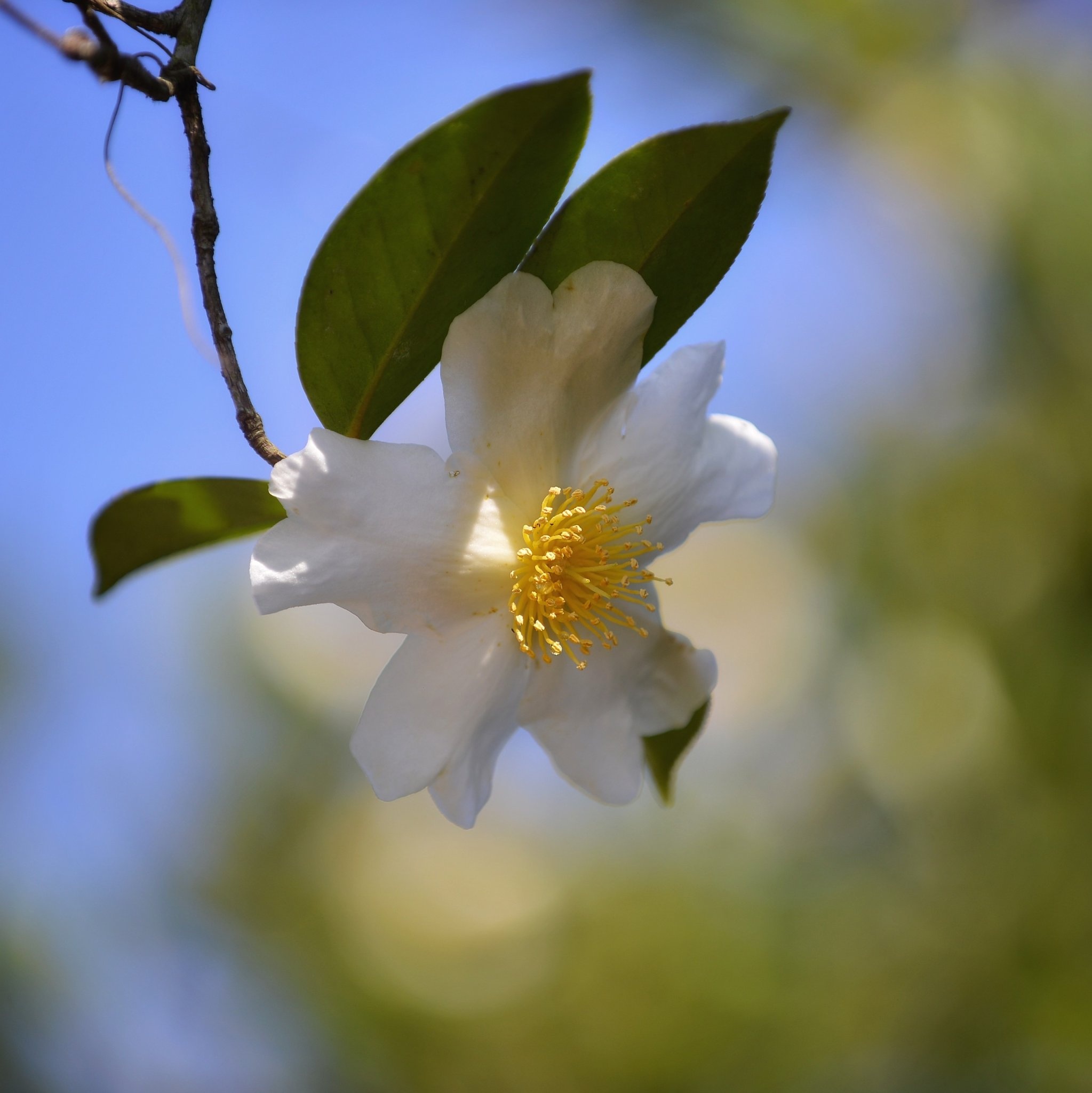 du lich Quang Ninh anh 3