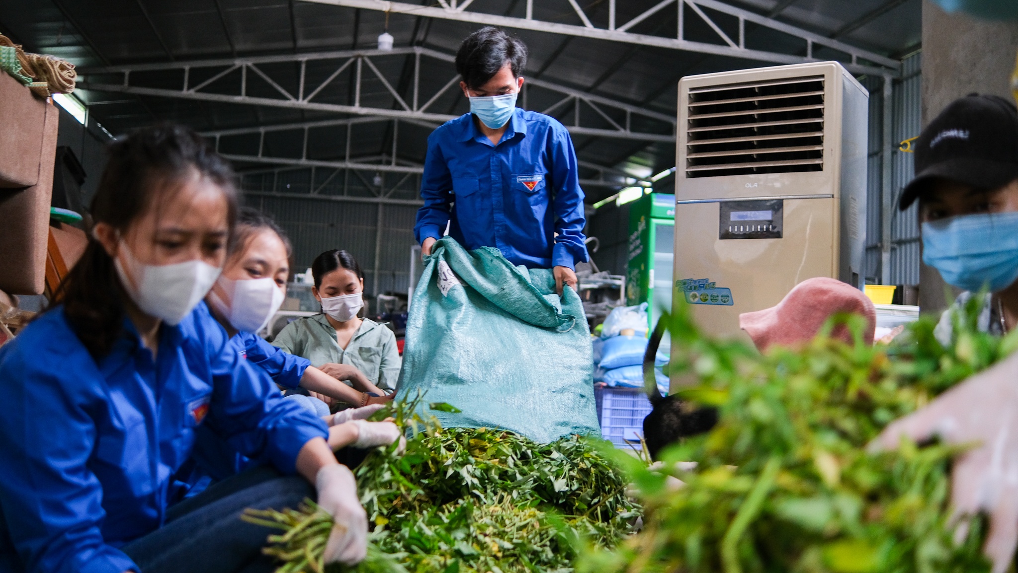 Listerine ảnh 13 Listerine anh 13