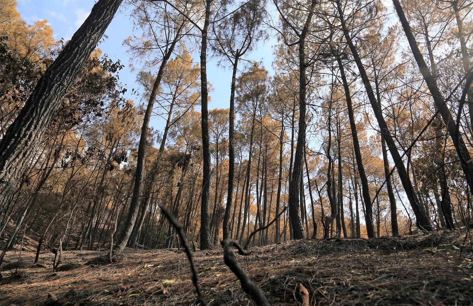 dung truc thang chua chay rung anh 2