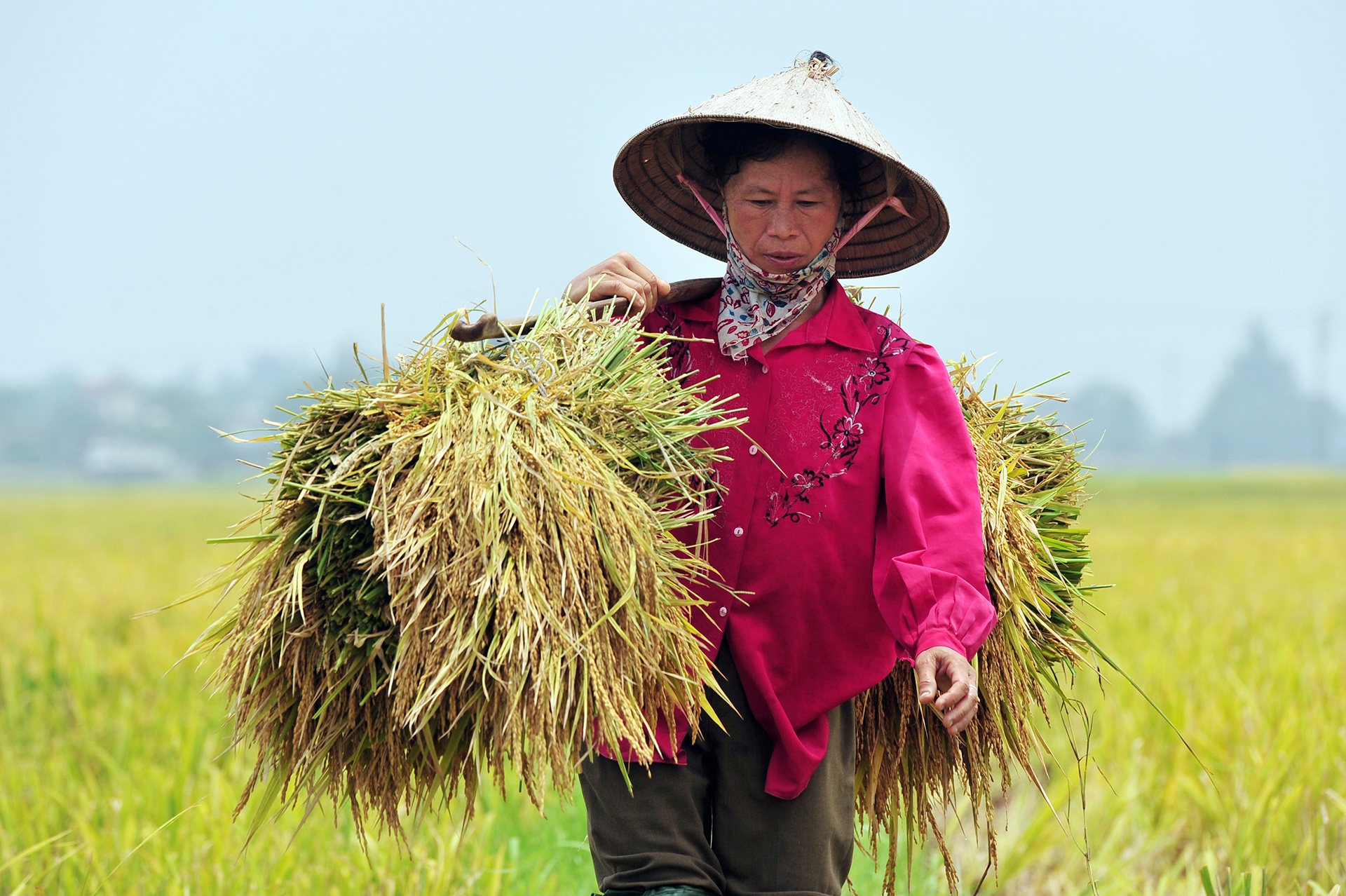 Thu tuong yeu cau thanh tra dot xuat viec xuat khau gao hinh anh