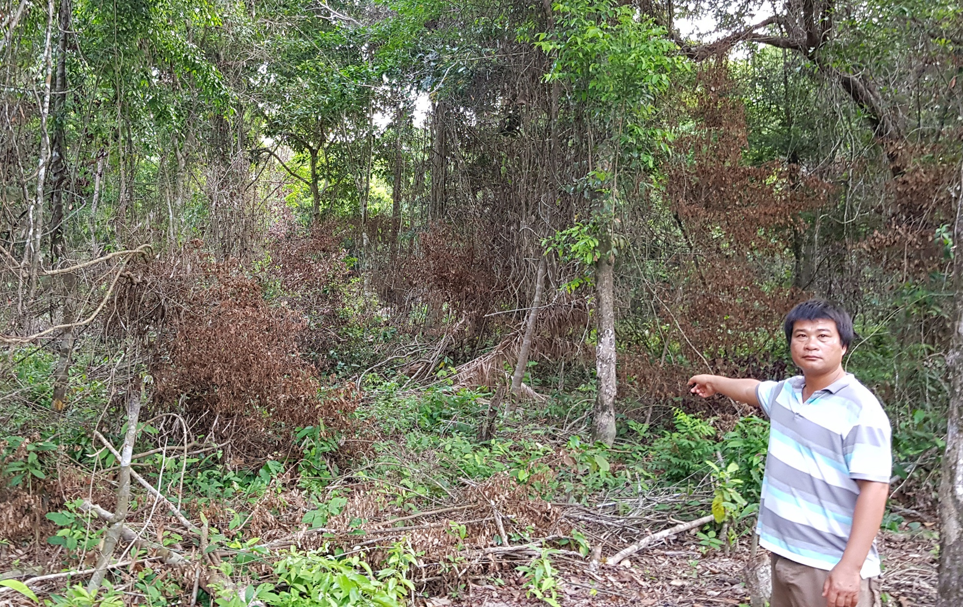 buong long quan ly dat dai o Kien Giang anh 1