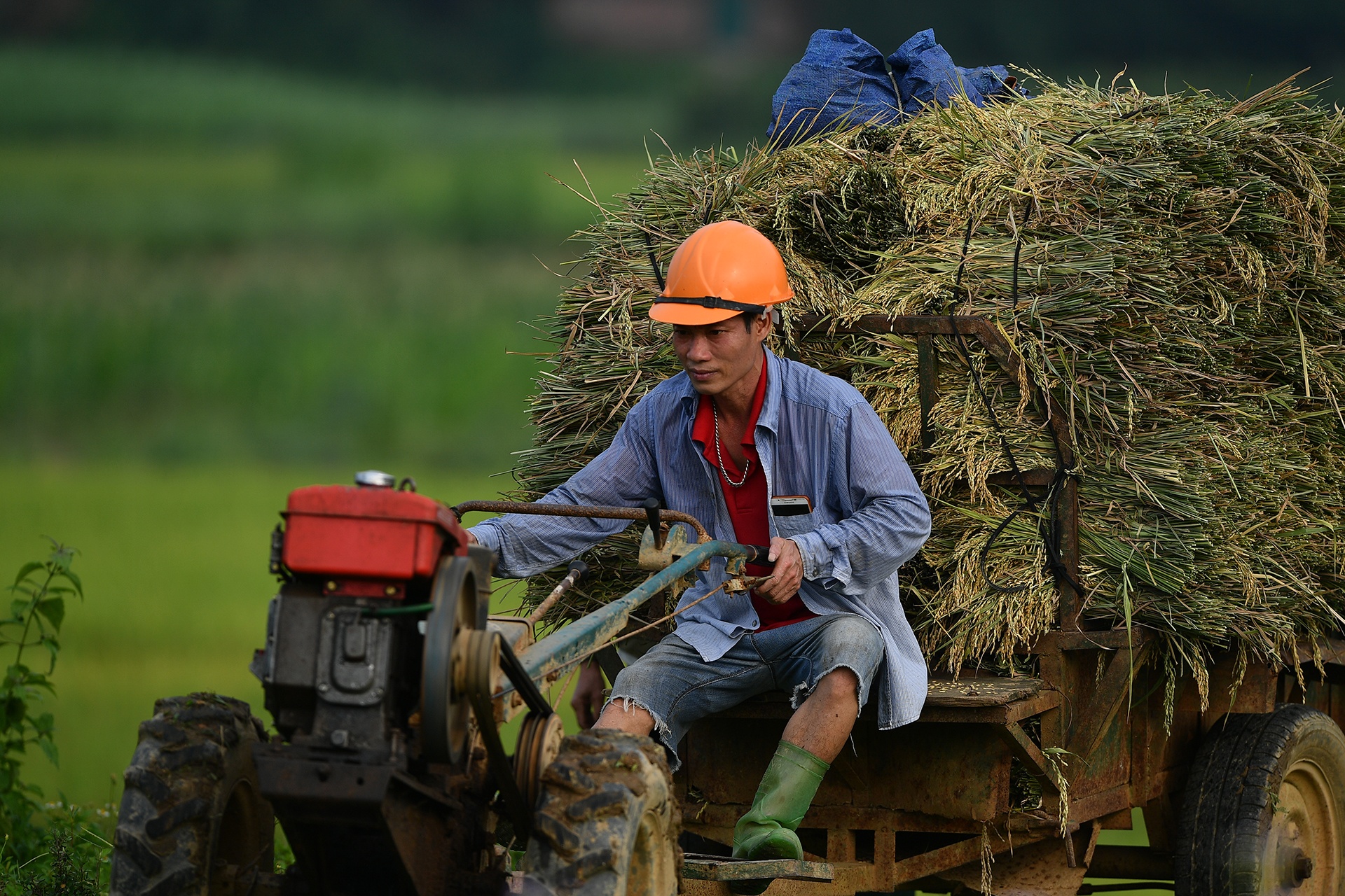 Quoc hoi quyet dinh mien thue su dung dat nong nghiep them 5 nam hinh anh