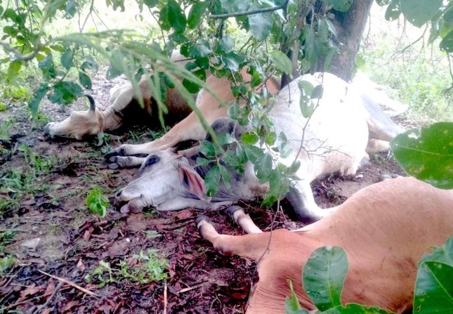 Set danh chet 6 con bo sau mua lon o Gia Lai hinh anh