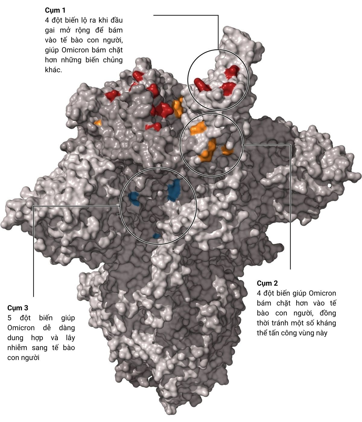 Nghien cuu moi ve dot bien Omicron anh 2