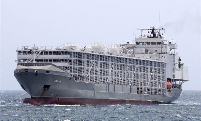 Chim tau o bien Do, hang chuc nghin con cuu chet duoi hinh anh