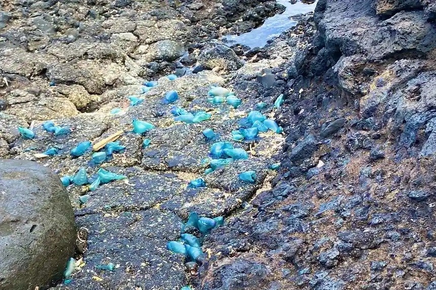 Phat hien moi ve moi de doa tu 'plastitar' hinh anh