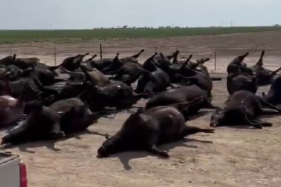 Hang nghin con bo chet la liet tai My do nang nong hinh anh