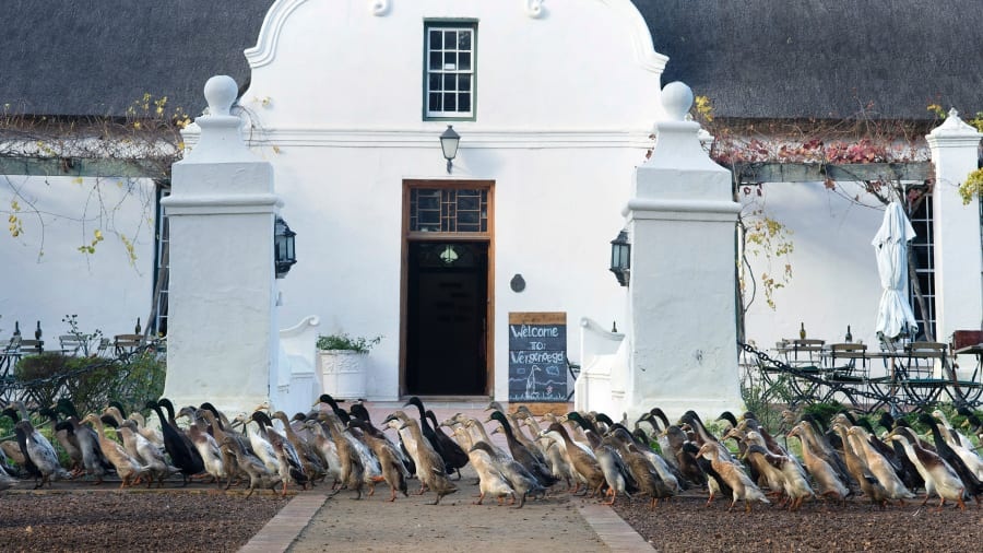 Tai sao trang trai ruou vang Nam Phi nuoi vit? hinh anh