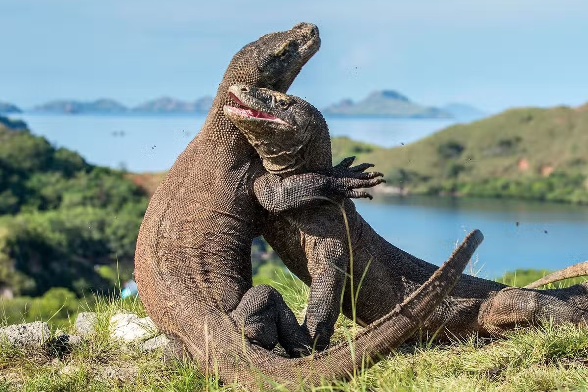 Phat hien moi ve loai rong duy nhat con ton tai hinh anh