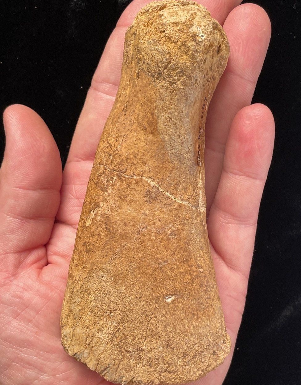 quai vat xa dau long anh 2