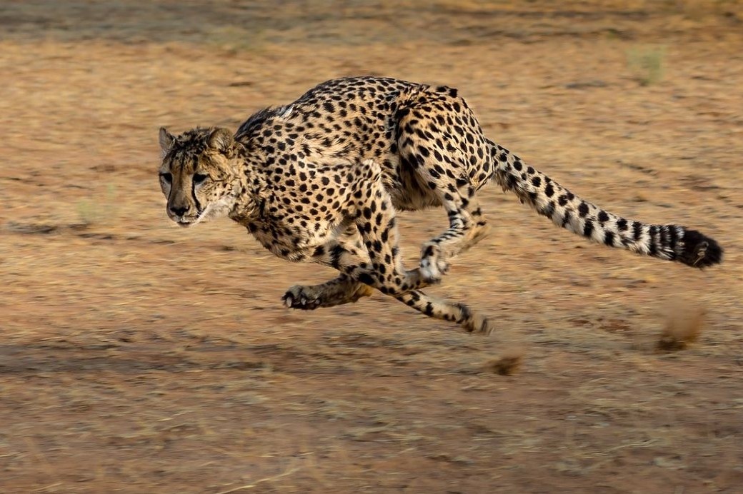 Bao san tro lai An Do sau 70 nam hinh anh