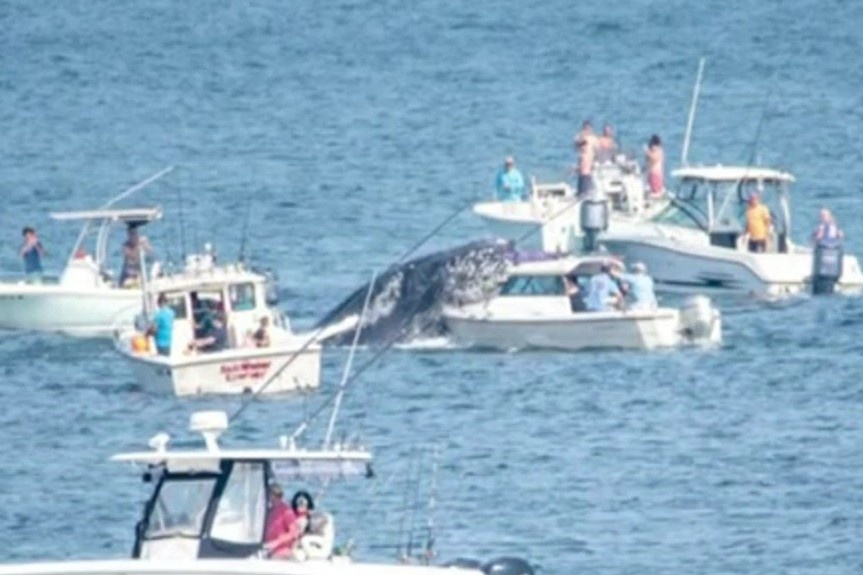 ca voi dau len mui thuyen anh 1