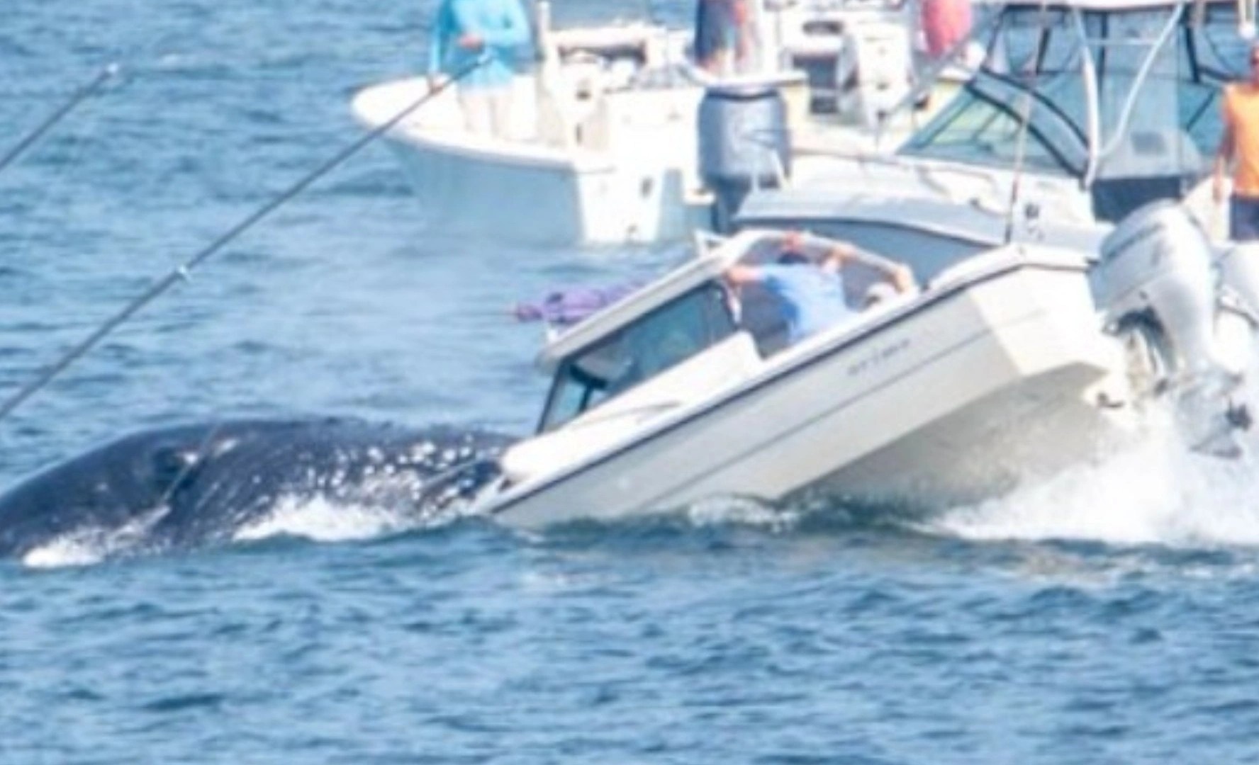 Ca voi lung gu dap tren mui thuyen khien nhieu nguoi sung sot hinh anh