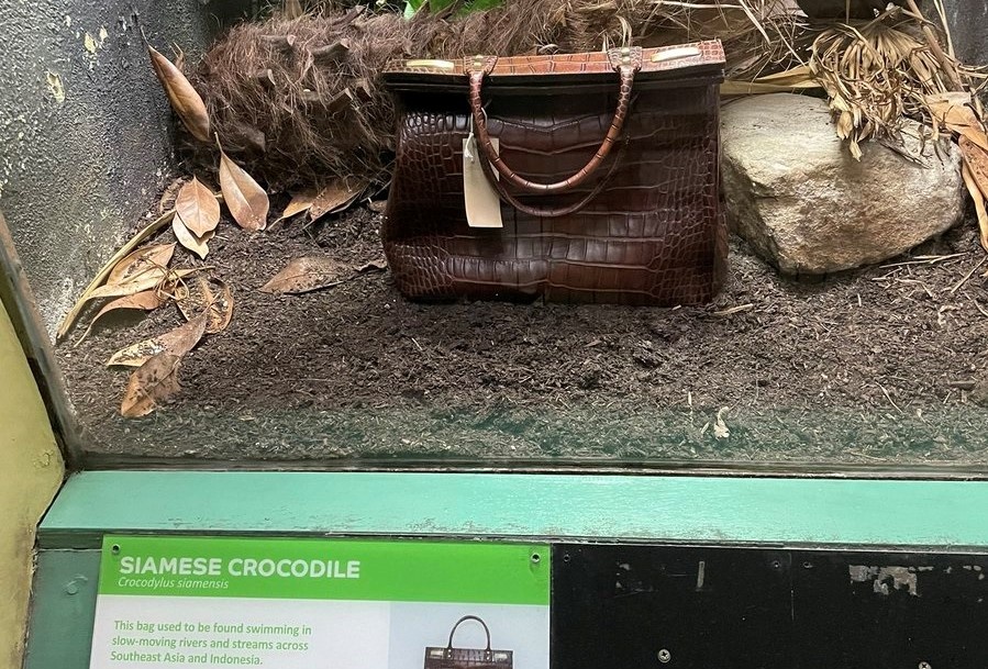 Tui da ca sau duoc trung bay trong long kinh o so thu Anh hinh anh