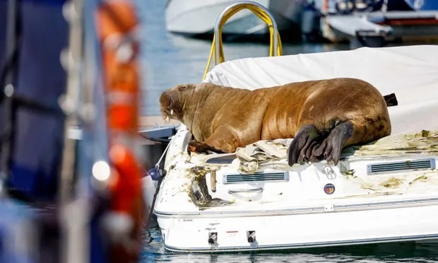 Na Uy da an tu hai ma Freya hinh anh