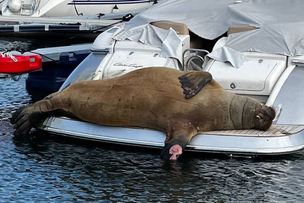 Dan Na Uy day song vi hai ma Freya bi an tu hinh anh