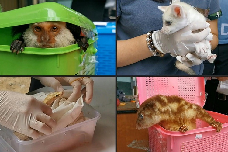 buon lau dong vat quy anh 1