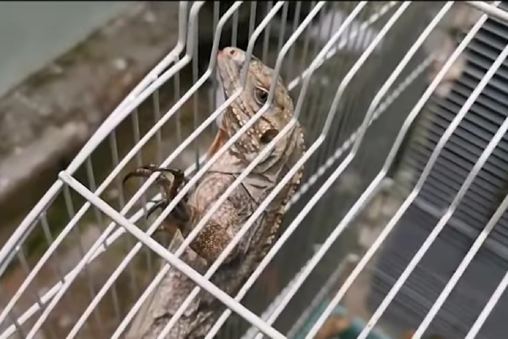 Thai Lan bat giu nghi pham An Do buon lau dong vat quy hinh anh